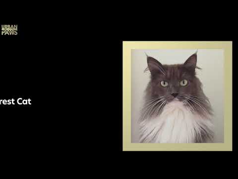 Cat Training: Aoife Fae Maine Coon x Forest Cat