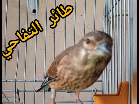 تغريد طائر التفاحي روعة le chant de l oiseau pomme est merveilleux pájaromanzano cantando