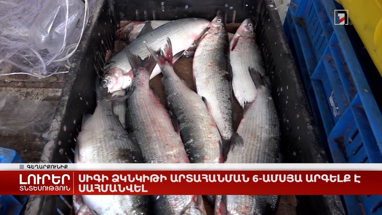 Սիգի ձկնկիթի արտահանման 6-ամսյա արգելք է սահմանվել