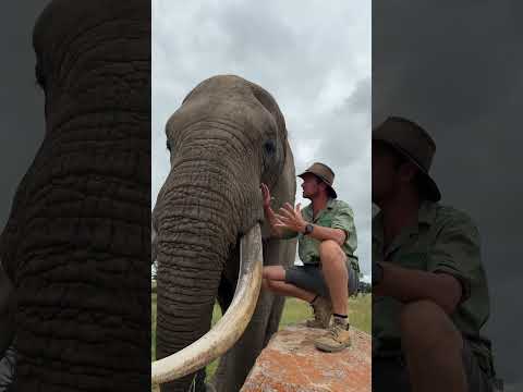 Being eye to eye with Mak - the big bull elephant - is just an amazing experience! 🐘🙌🏻