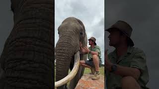 Being eye to eye with Mak - the big bull elephant - is just an amazing experience! 🐘🙌🏻