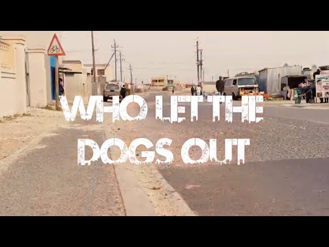 Who Let The Dogs Out - CTT Beats x Shxngie official Music Video