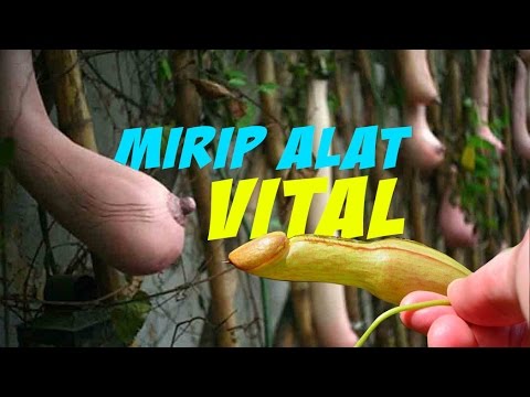 Makanan yang bermanfaat untuk potensi Penyebab impotensi pada pria