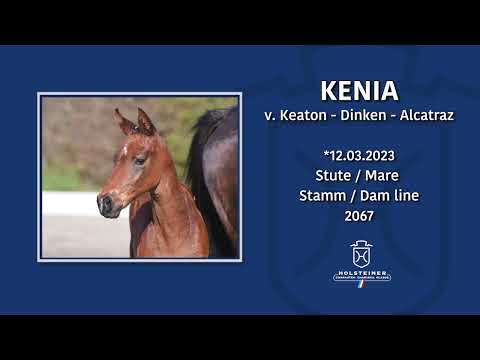 Holsteiner Fohlenauktion im Juni 2023 | Nr. 18 Kenia