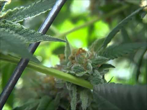 Burkle round 2 week 9