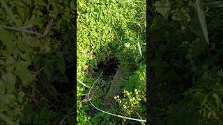 Download lagu Struggling With a Monster Behind the Bushes mp3 Download lagu Struggling With a Monster Behind the Bushes mp3
