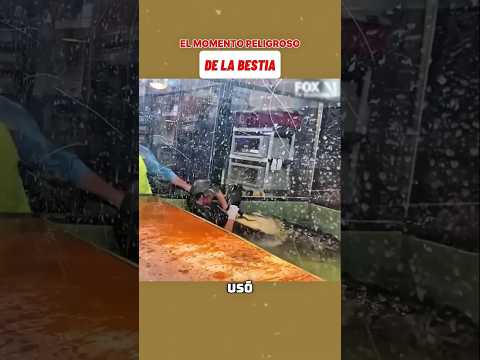 Un cocodrilo la atrapó lo que hizo después es increíble