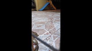 Муравьи-листорезы несут красивые красные цветы