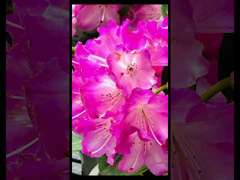 園芸 クモツツジ、ドワーフ狭葉シャクナゲ