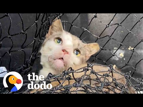 Woman Moves Feral Cat Into Her Bathroom | The Dodo Faith = Restored
