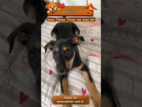 Vídeo de Bolinha