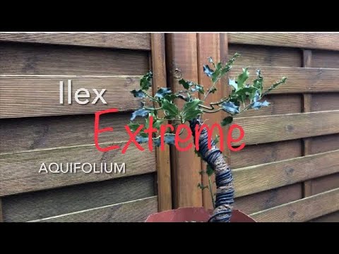 Easy Bonsai Ilex Aquifolium/Bonsai from wild/Erstgestaltung/Bonsai oder Kleinholz 2022-31