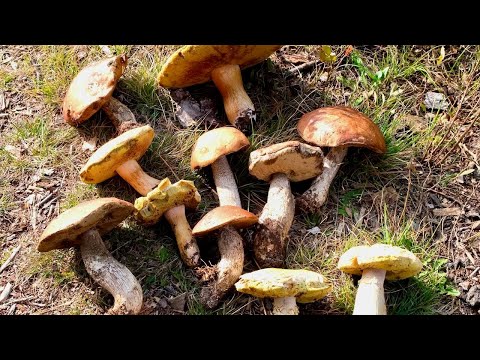 How to grow any wild mushrooms. Mother Nature’s recipe.