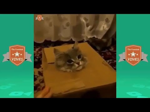 Funny cat compilation try not to laugh