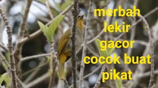 Download lagu Merbah lekir suara pedas cocok buat pikat/ masteran mp3 Download lagu Merbah lekir suara pedas cocok buat pikat/ masteran mp3