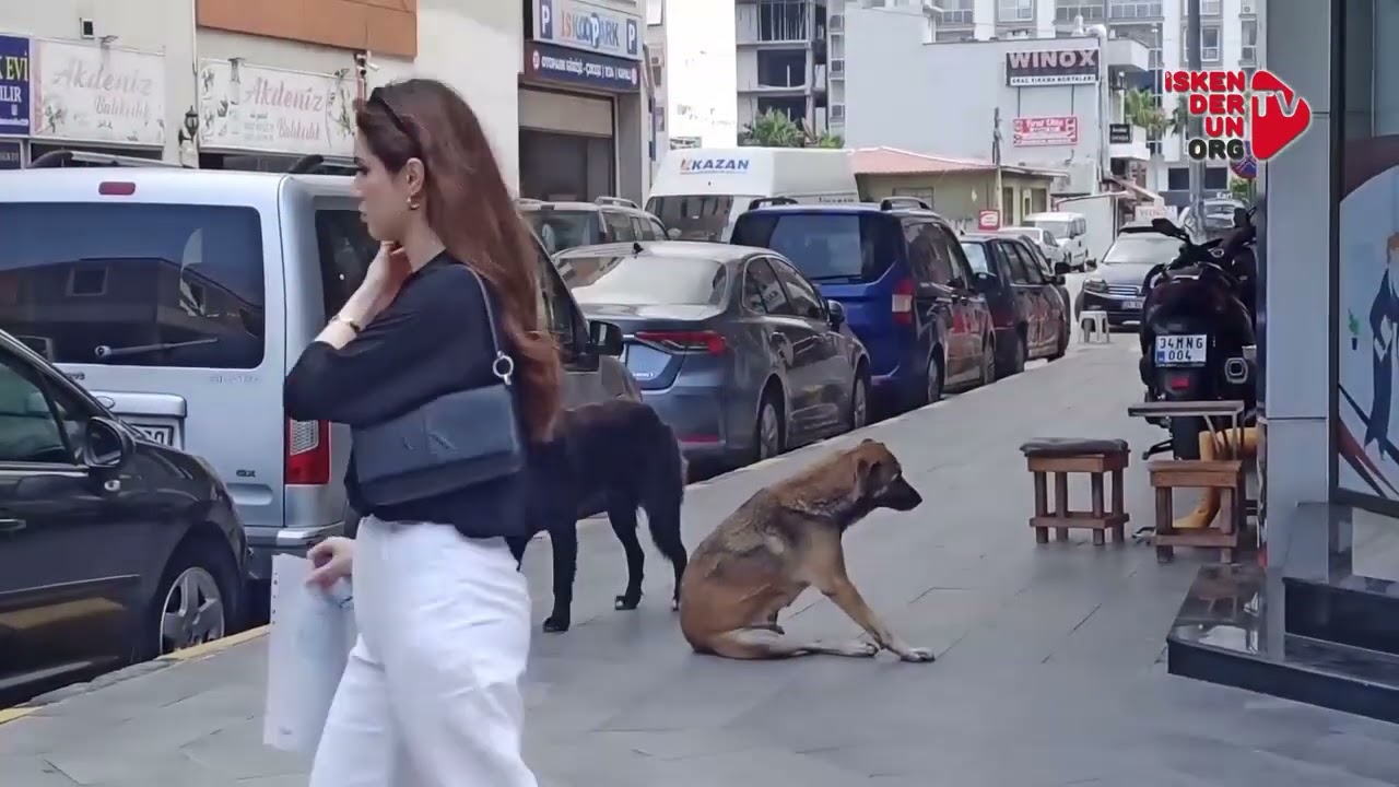 Sahipsiz Köpeklerin Saldırdığı Kedi Telef Oldu…