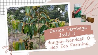 Download lagu Durian Tembaga Josh dengan Gandasil D dan Eco Farming mp3 Download lagu Durian Tembaga Josh dengan Gandasil D dan Eco Farming mp3