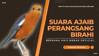 Download lagu Merangsang Emosi Dalam Hitungan Detik, Pancingan Dan Terapi Anis Merah Macet Bunyi | AMO 22 mp3 Download lagu Merangsang Emosi Dalam Hitungan Detik, Pancingan Dan Terapi Anis Merah Macet Bunyi | AMO 22 mp3