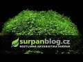 Akvarijní rostliny Fissidens fontanus - Phoenix moss