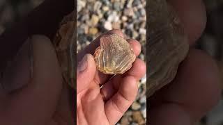 Download lagu Lake Superior Agate Hunt 2023 #rockhunting #lakesuperioragate #rockhounding mp3