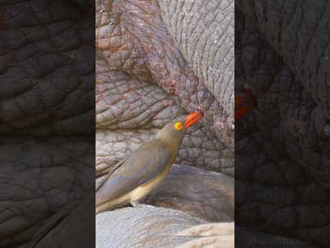 Oxpecker eats insects from the skin of a Rhino  Wincent   ny8CD #bird #nature #wildlife