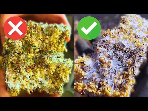 The EASIEST Way to Collect Perfect IMO Every Time for Amazing Soil Health