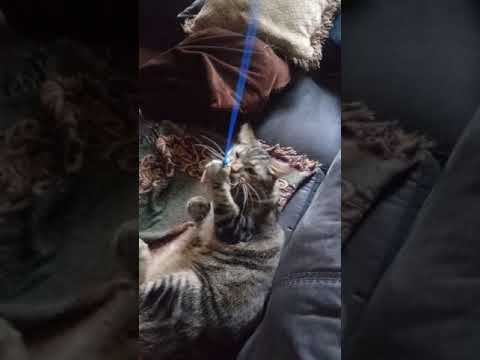 Gatos panzones fat cats