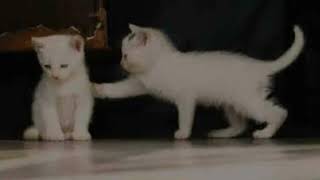 Download lagu Dinda Permata - Tak Sanggup Lagi||Story WA Bikin Baper Dan Sedih Dilukai Pacar 😰 mp3