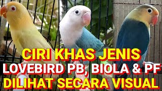 Download lagu Many people don't know the difference between the PB violin and PF lovebirds visually. mp3 Download lagu Many people don't know the difference between the PB violin and PF lovebirds visually. mp3