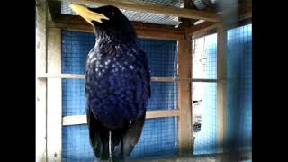 Download lagu Siulan keras ciung batu gacor cor mp3