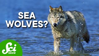 Wolves Have Taken Over a Marine Ecosystem