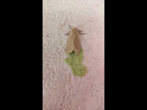 A moth laying its eggs🦋🦋