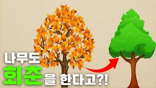 고목을 회춘시키는 충격적인 방법을 알려드립니다 ㅣ 뿌리와 가지의 비율 ㅣ 새로운 세포를 불러내는 방법