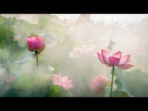 Steady Heart Meditation — Jack Kornfield
