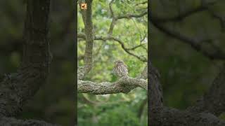 Beautiful Little Owl Sounds (Beautiful Little Owl Bird Sitting In Trees On Tree Branch)