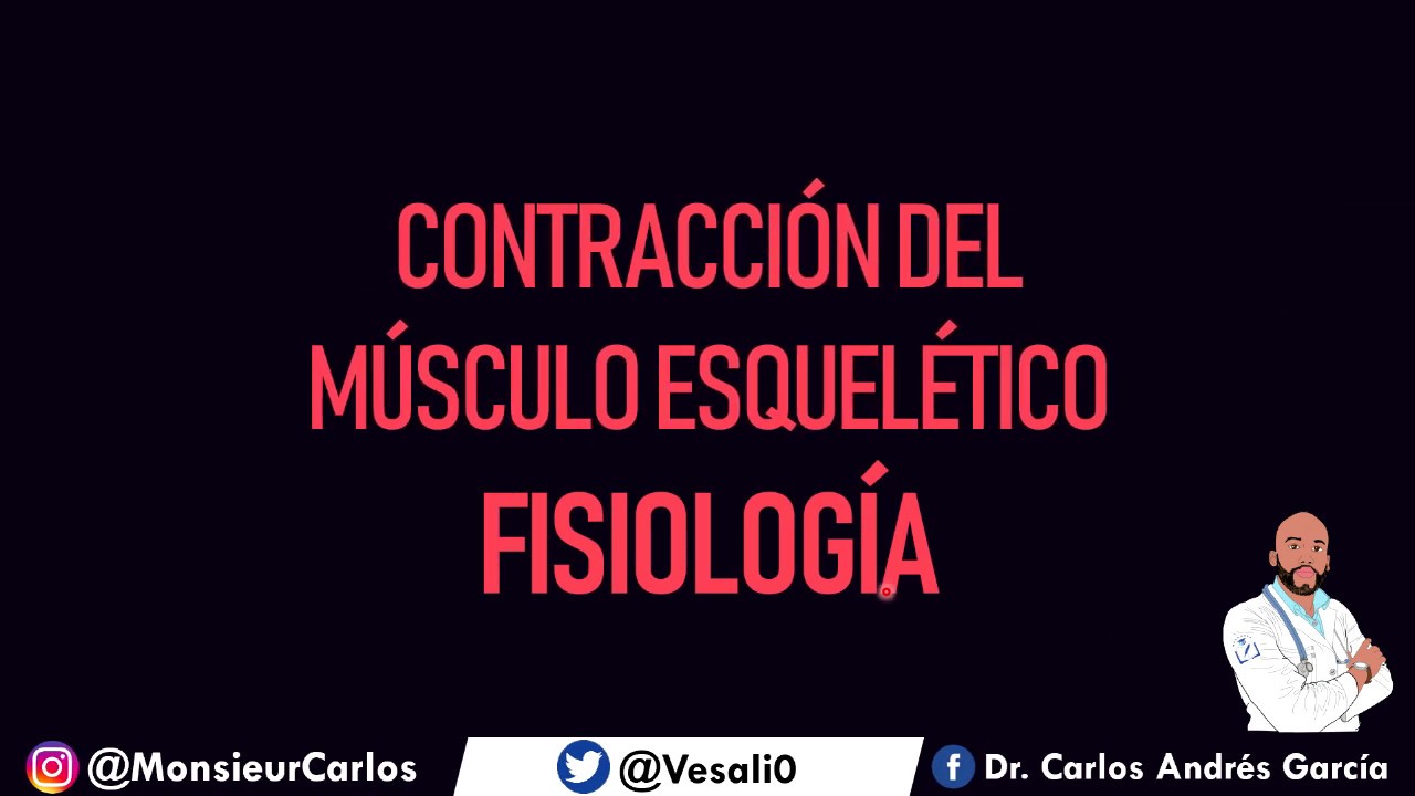 Fisiología - Contracción del Músculo Esquelético (Sarcómero, Actina y Miosina)