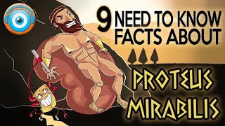Proteus Mirabilis: 9 Need to Know Facts (Step 1, COMLEX, PANCE, AANP)