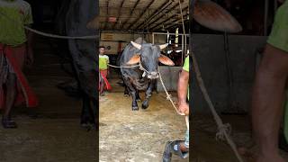 Download lagu Massive Black Sahiwal Cross Bull Leaves the Barn! 🐂 mp3 Download lagu Massive Black Sahiwal Cross Bull Leaves the Barn! 🐂 mp3