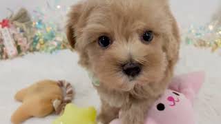 ハーフ犬の動画01