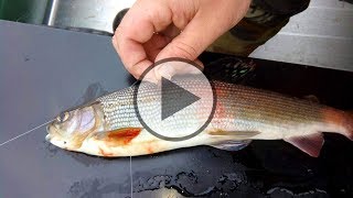 Ловля хариуса в красноярске на енисее