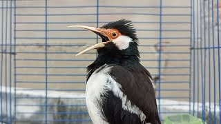 Download lagu Pancingan Jalak Suren Gacor Mompa Full Isian - Masteran Suara Burung Jalak Gacor Full Isian Mewah mp3