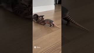 子猫とアルマジロ？(sora2生成動画）#kitten