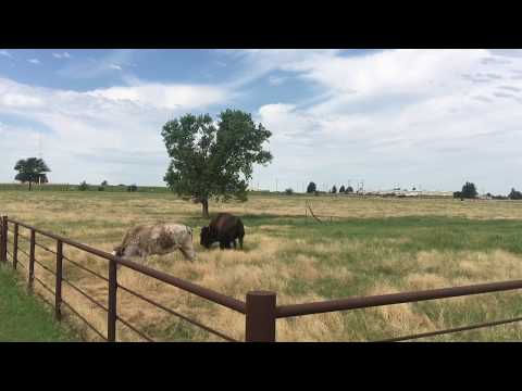 The Hays, Kansas Bison