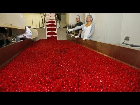 Cherry processing line