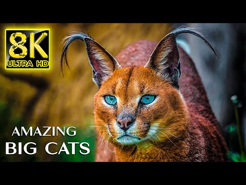 Amazing Big Cats The World 8K Ultra HD - You Probably Didn't Know Nature Sounds With Relaxing Music