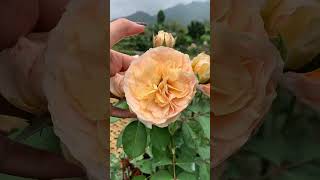 Download lagu Cara Okulasi Mawar ala Kebun Tanduran #tips #okulasi #bunga #mawar  #rose #grafting #kebuntanduran mp3