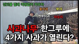 사과나무 접목으로 한그루에서 4가지 과일이 열리게 하는 마법!? #사과나무접목 #접목하는법 #접목시기 #사과…