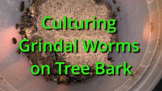 Culturing Grindal Worms on Tree Bark