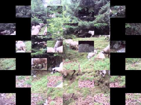 la munte 2013 boisoara jud valcea