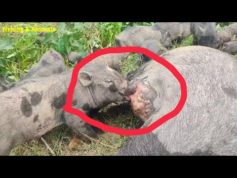 Awesome Mother Pigs |শূকুরের বাচ্চারা দেখুন কিভাবে দুধ খাচ্ছে 😱😱